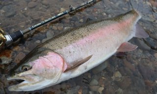 フィッシュアロー×ツララ ネビュラ 76S Fish Arrow TULALA
