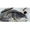 [ロッド]レジットデザイン SKUADスクアド ボートチニング CHINING SKC76ML（ベイトキャスティングモデル）■ネコポス対象外■