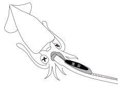 画像7: がまかつ イカ墨フォーセップ22cm LE135【ネコポス配送可】 (7)