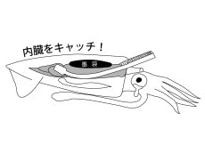 画像6: がまかつ イカ墨フォーセップ22cm LE135【ネコポス配送可】 (6)