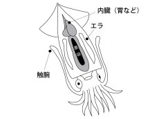 画像5: がまかつ イカ墨フォーセップ22cm LE135【ネコポス配送可】 (5)