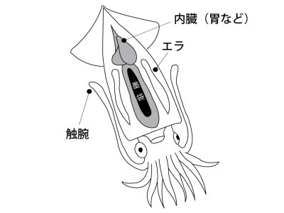 画像1: がまかつ イカ墨フォーセップ22cm LE135【ネコポス配送可】