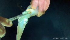 画像5: 林釣漁具製作所 イカの墨袋抜きフォーセップ 220mm【ネコポス配送可】 (5)