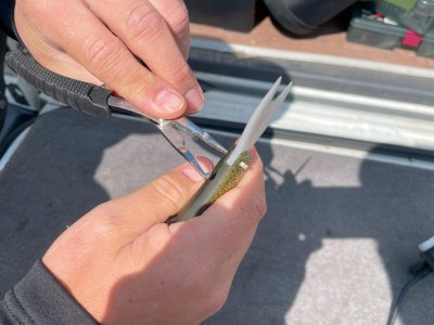 画像1: がまかつ ラフィン250：#4 シースルーチャートバック■ネコポス対象外■