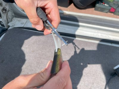 画像2: がまかつ ラフィン250：#4 シースルーチャートバック■ネコポス対象外■