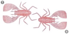 画像2: メガバス フワバグ2.5インチ：CLEAR PINK HOLO【ネコポス配送可】 (2)