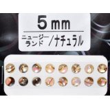 あわび本舗 あわび目玉 5mm：ニュージーランド/ナチュラル【ネコポス配送可】