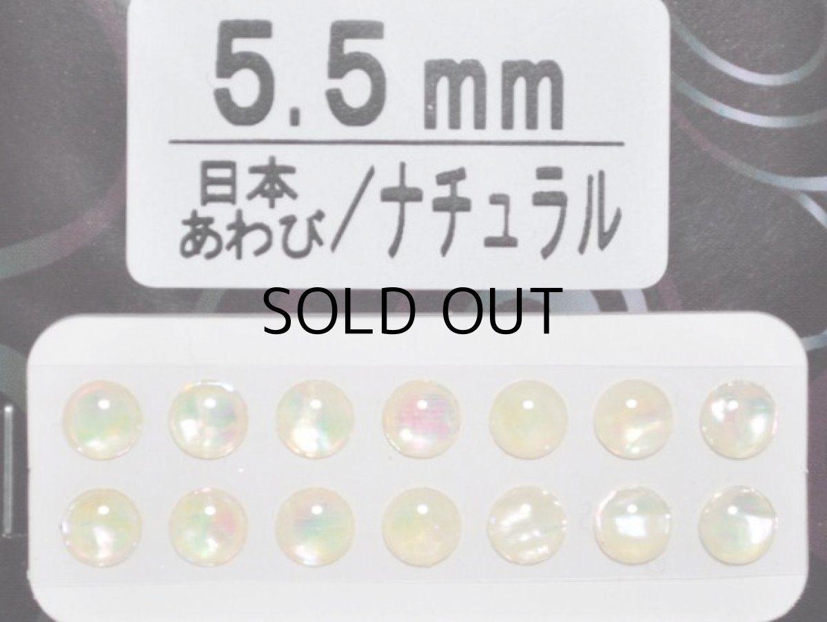 画像1: あわび本舗 あわび目玉 5.5mm：日本あわび/ナチュラル【ネコポス配送可】 (1)