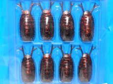 画像1: ブリーデン 13-Roach（ビーローチ）：13 ローチブラック【ネコポス配送可】 (1)