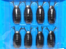 画像1: ブリーデン 13-Roach（ビーローチ）：14 ローチブラウン【ネコポス配送可】 (1)