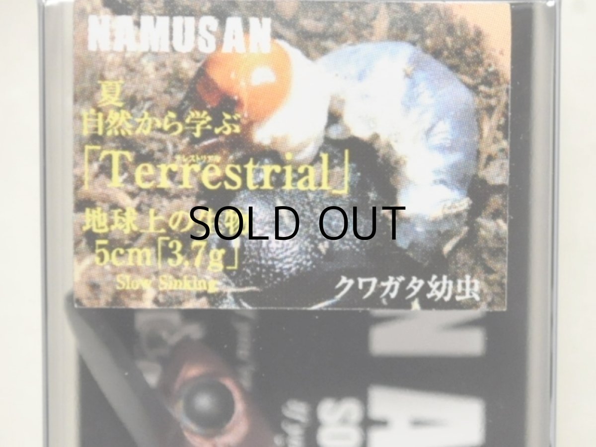 画像2: ソウルズ ナムサン5：T04 クワガタ幼虫【ネコポス配送可】 (2)