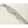 【SALE】シマノ サイレントアサシン129F フラッシュブースト XM-112T：009 Fトウリンイワシ【ネコポス配送可】