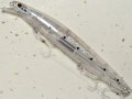 【SALE】シマノ サイレントアサシン140F フラッシュブースト XM-114T：009 Fトウリンイワシ【ネコポス配送可】