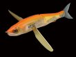 画像1: ガンクラフト 鮎邪ジョイクローラー178 Type-F：＃20 紀ノ国オレンジ ■ネコポス対象外■ (1)