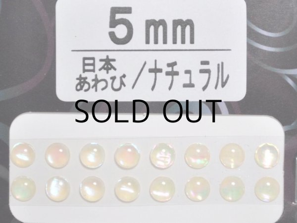 画像1: あわび本舗 あわび目玉 5mm：日本あわび/ナチュラル【ネコポス配送可】 (1)