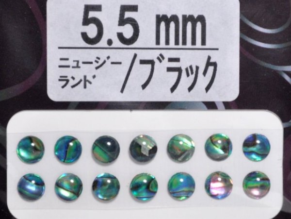 画像1: あわび本舗 あわび目玉 5.5mm：ニュージーランド/ブラック【ネコポス配送可】 (1)