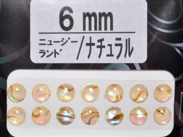 画像1: あわび本舗 あわび目玉 6mm：ニュージーランド/ナチュラル【ネコポス配送可】 (1)