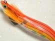 画像2: マルキュー エギリーダートマックス3.0号：＃6739 D21DM オレンジストライプドットマーブル【ネコポス配送可】 (2)