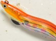 画像2: マルキュー エギリーダートマックス2.5号：＃6752 D21DM オレンジストライプドットマーブル【ネコポス配送可】 (2)
